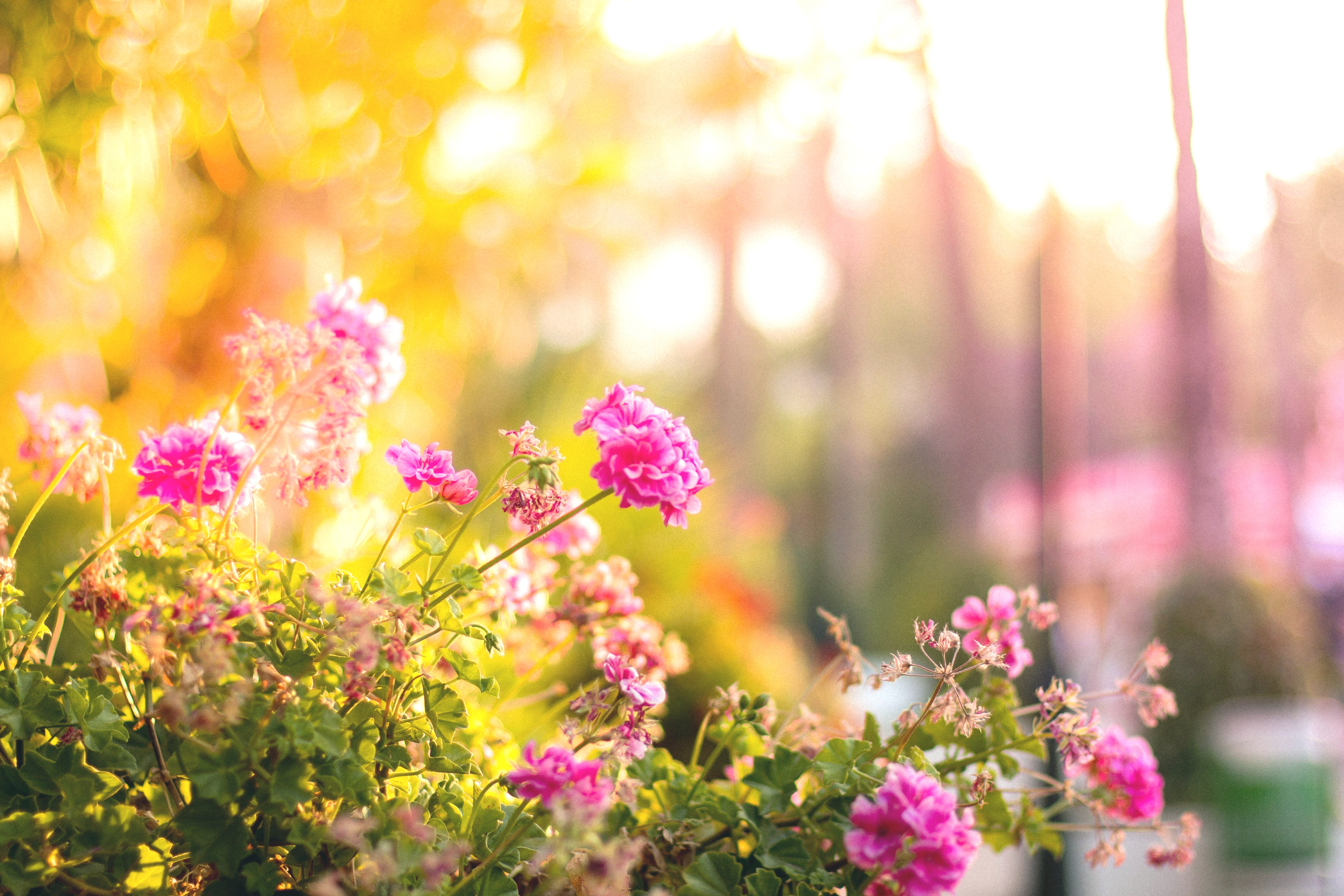 Trucos para tener un excelente jardín ecológico