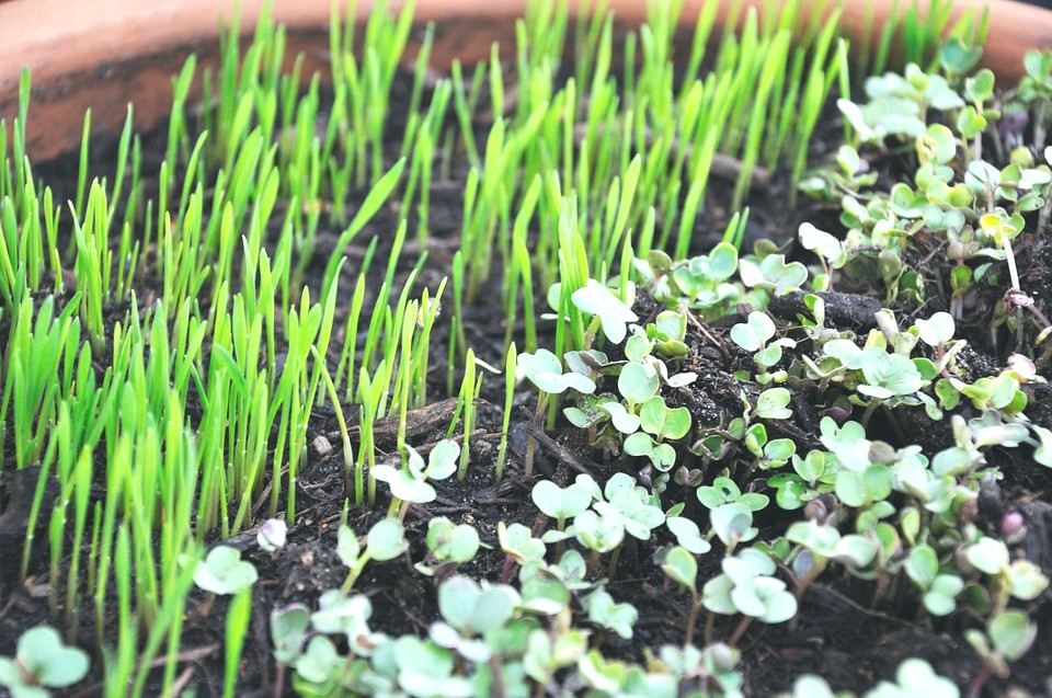 Guía paso a paso para crear un microhuerto en casa